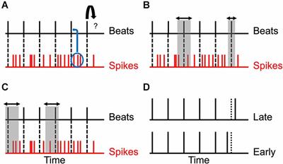 Systematic errors in the perception of rhythm